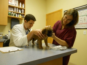 Cary Grove Animal Hospital Fox River Grove, IL. Cary, IL. New Clients and Patients Welcome Cary Grove Animal Hospital Fox River Grove, IL. Cary, IL. New Clients and Patients Welcome